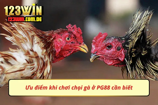 Lợi ích khi chơi đá gà ở PG88 vô cùng lớn