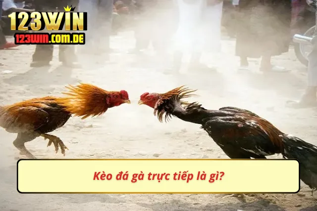 Kèo chọi gà trực tiếp hiện nay rất phổ biến trên thị trường